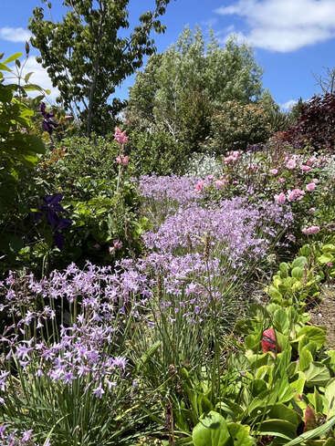 Una vibrante escena de jardín con florecientes flores moradas y rosas, exuberante follaje verde y árboles bajo un cielo azul brillante con nubes blancas dispersas. Apacible.