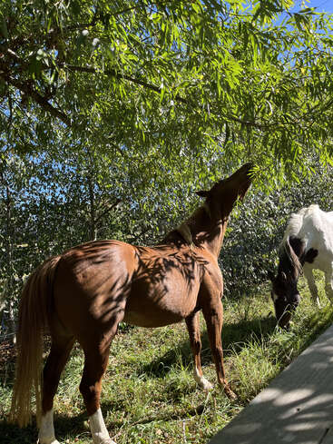 Un caballo marrón estira el cuello para alcanzar las hojas de la rama de un árbol, mientras un caballo blanco y negro pasta cerca en un día soleado al aire libre.