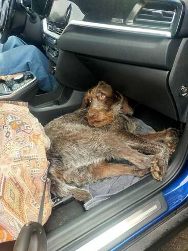 Ein zotteliger brauner Hund liegt bequem auf dem Beifahrersitz eines Autos und sieht entspannt aus. Eine Person sitzt in der Nähe auf dem Fahrersitz.