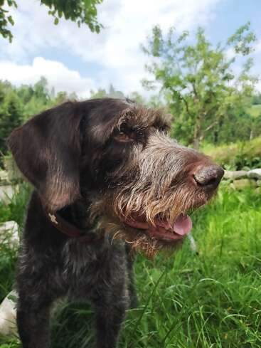 Ein bärtiger brauner Hund steht im saftig grünen Gras und genießt einen sonnigen Tag im Freien. Im Hintergrund sind Bäume, blauer Himmel und flauschige weiße Wolken zu sehen.
