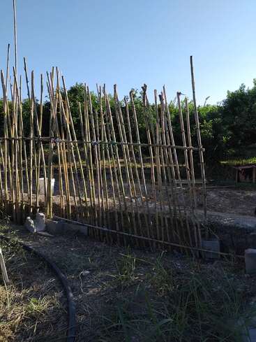 Una improvisada valla de bambú se alza al aire libre, construida con finas cañas de bambú atadas entre sí. La vegetación circundante, la hierba y un cielo azul despejado sugieren un entorno rural o de jardín.