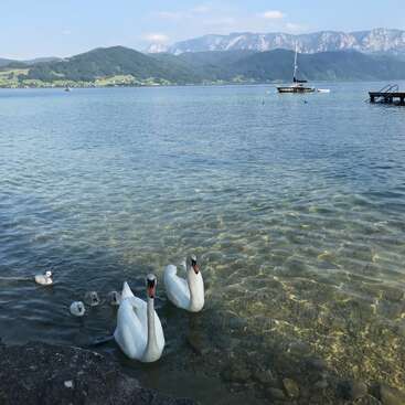 L'image représente une scène de lac sereine avec deux cygnes adultes et leurs cygneaux nageant dans l'eau, sur fond de montagnes et d'un bateau au loin.
