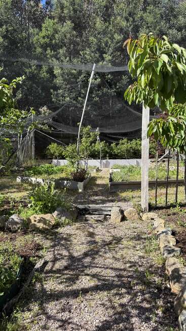 A sunlit garden features raised beds full of greenery, protected by netting. Trees and stones border the path, with a dense forest in the background.