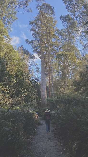 Uma pessoa anda por uma trilha na floresta, cercada por uma vegetação exuberante e árvores altas, sob um céu azul com algumas nuvens brancas.