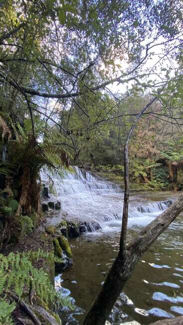 Uma cena serena na floresta mostra uma cachoeira cercada por samambaias exuberantes e pedras cobertas de musgo, com a luz do sol entrando suavemente pela copa densa das árvores. Natureza tranquila.