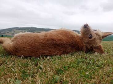 A fluffy brown dog lies on its side in the grass, gazing back playfully. The background shows rolling hills under a cloudy, overcast sky. Peaceful scene.