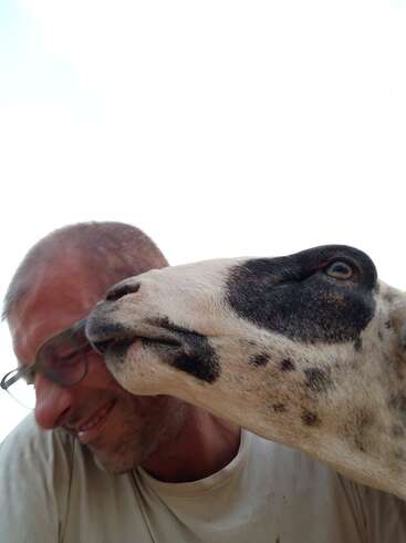 A man wearing glasses smiles as a friendly goat affectionately nibbles or playfully bites his ear. The moment captures a joyful, humorous, and candid interaction.
