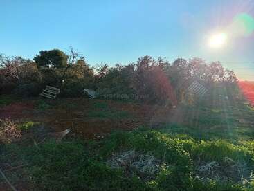 A sunny outdoor scene with green grass, scattered wooden pallets, and dense bushes. The ground is partly bare and partly covered with vegetation. Sunlight creates bright lens flares.