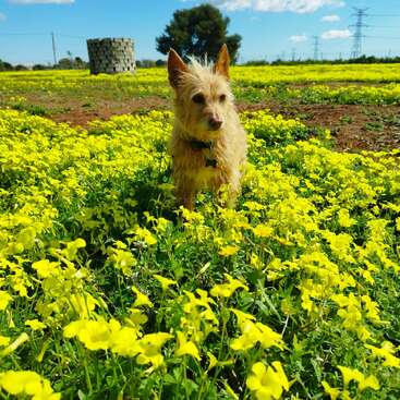 Ein kleiner, struppiger Hund steht inmitten eines leuchtend gelben Blumenfeldes unter einem strahlend blauen Himmel, im Hintergrund sind Bäume, ein Steingebäude und Stromleitungen zu sehen.