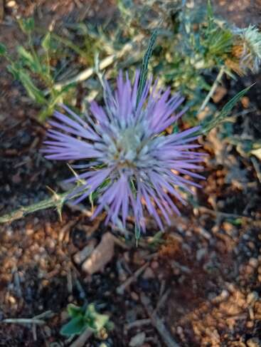 Una foto en primer plano de una flor de cardo morada con pétalos puntiagudos, que crece en un suelo seco y rocoso, rodeada de hojas verdes y con un fondo natural difuminado.