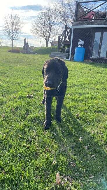 The image depicts a black dog standing in a grassy yard, holding a yellow toy in its mouth, with a house and trees visible in the background.