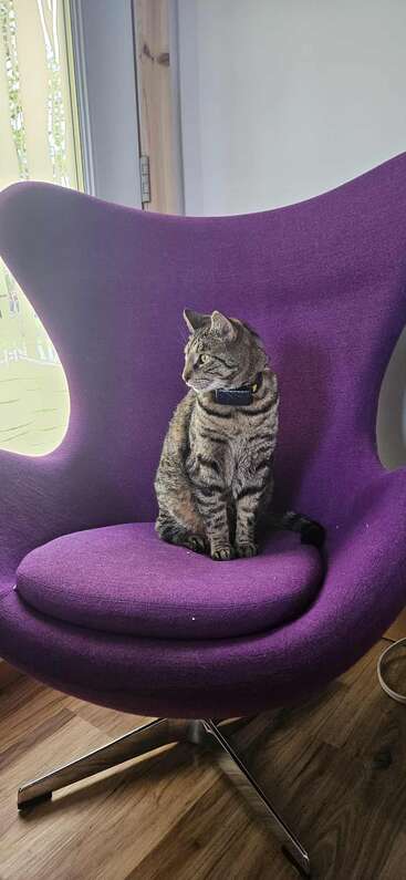 The image depicts a cat sitting on a table, gazing at the camera with its head tilted to the left, showcasing its white fur and black stripes.