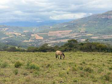Ein einzelnes hellbraunes Pferd grast auf einem grünen, blumengesprenkelten Feld. Sanfte Hügel, buntes Ackerland und ein wolkenverhangener, bergiger Himmel schaffen eine friedliche ländliche Landschaft.