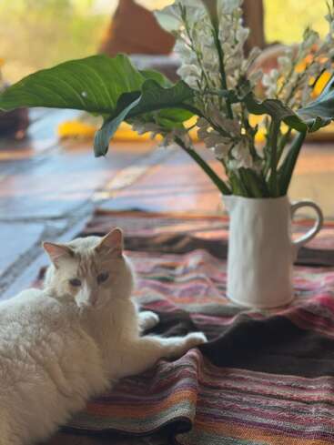 Eine flauschige weiße Katze entspannt sich auf einer bunt gestreiften Decke neben einer weißen Vase mit grünen Blättern und weißen Blumen und sonnt sich im warmen, weichen Licht.