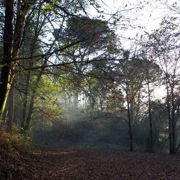 Sunlight filters through tall trees in a serene forest. Autumn leaves cover the ground, and mist gently rises, creating a peaceful, enchanting woodland scene.