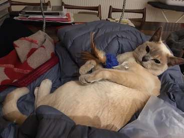 The image depicts a light-colored cat reclining on a bed, surrounded by blankets and pillows, with a blue toy nearby, exuding a sense of relaxation and contentment.