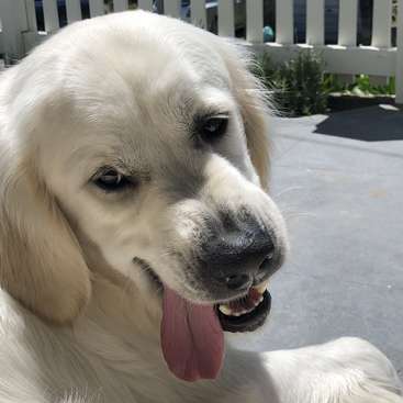 The image features a close-up of a white dog with its tongue out, lying on a concrete surface in front of a white picket fence.