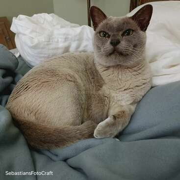 The image features a light-brown cat with darker brown ears and nose, lying on a bed with white pillows and blue blankets, gazing directly at the camera.