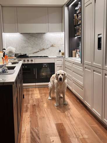 The image depicts a modern kitchen with white cabinets, a marble backsplash, and a dog standing on the hardwood floor, awaiting its owner\'s attention.