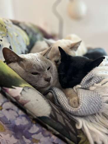 The image depicts two cats, one grey and one black, snuggled together on a couch, surrounded by blankets, with a blurred background.