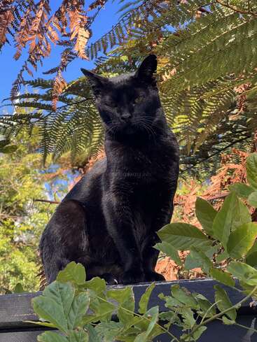 The image features a black cat sitting on a fence, surrounded by green leaves and brown ferns, with a blue sky visible in the background.