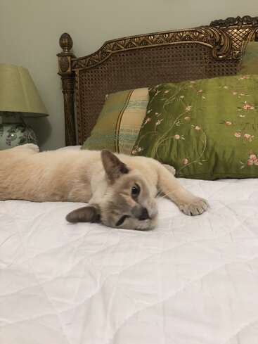 The image depicts a serene scene of a cat reclining on a bed, surrounded by pillows and a lamp, with a white comforter and a brown headboard in the background.