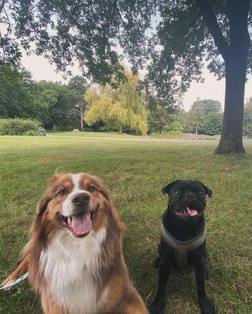 Dos perros felices, uno peludo marrón y blanco, el otro un pug negro, están sentados sobre la hierba verde de un parque, sonriendo con los árboles al fondo.