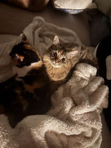 Zwei süße Katzen kuscheln auf einer weichen, flauschigen weißen Decke. Eine Katze schaut mit großen, neugierigen Augen nach oben und genießt das warme, gemütliche Licht.