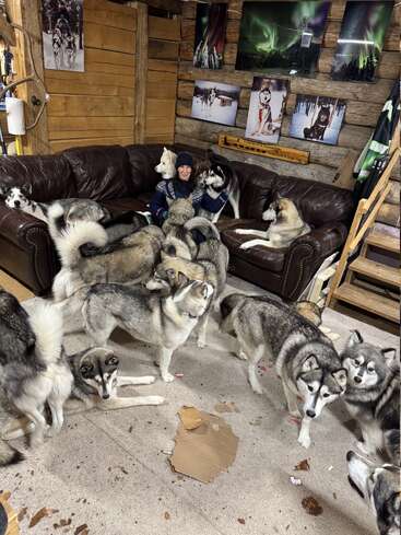Une personne est assise sur un canapé en cuir marron, entourée de nombreux huskies à l'intérieur. Des photos de chiens et des images d'aurores boréales ornent les murs de la cabane en bois. Ambiance chaleureuse.