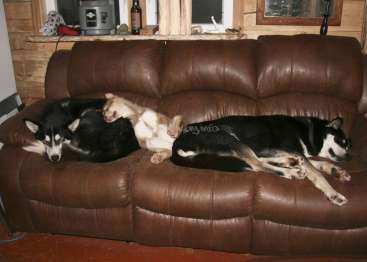 La imagen muestra a dos perros durmiendo en un sofá de cuero marrón en una acogedora habitación con paredes de madera y una ventana.