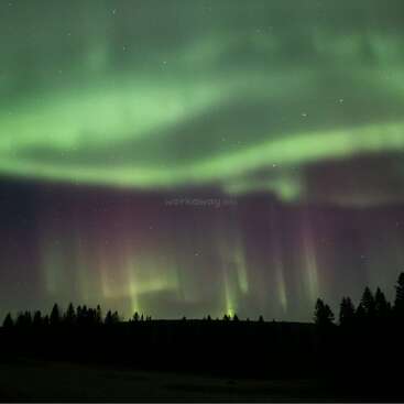 A mesmerizing night sky displays green and purple Northern Lights above a dark forest. Silhouetted trees stand beneath the beautiful, glowing aurora dancing gently overhead.