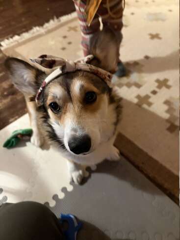 A cute dog with a fluffy coat is wearing a floral headband with a bow. It sits indoors on a playmat, looking curiously at the camera.
