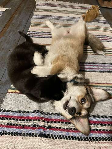 Ein verspielter Hund liegt auf dem Rücken auf einem gestreiften Teppich und rauft sich sanft mit einer schwarzen Katze. Beide Tiere wirken entspannt, glücklich und fühlen sich in den vier Wänden wohl.