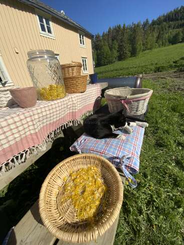 Eine gemütliche Szene im Freien mit Körben, einem Glas und Löwenzahnblüten auf einer Holzbank neben einem Haus. Eine schwarz-weiße Katze faulenzt friedlich in der Nähe.