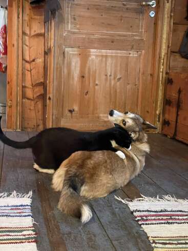 Eine schwarz-weiße Katze kuschelt sich auf einem rustikalen Holzboden vor einer Holztür an einen braunen Hund – eine herzerwärmende und gemütliche Szene in einem Innenraum.