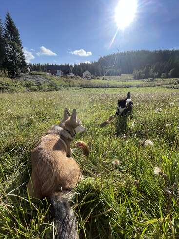 Zwei Hunde entspannen sich auf einer sonnigen Wiese, umgeben von Bäumen und Häusern in der Ferne, und genießen gemeinsam den strahlend blauen Himmel und die friedliche Atmosphäre auf dem Land.