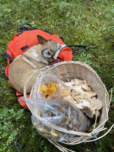 Ein Hund ruht sich im Wald auf einem roten Rucksack aus, neben einem Weidenkorb, der mit in Plastiktüten gesammelten Wildpilzen gefüllt ist, umgeben von viel Grün.