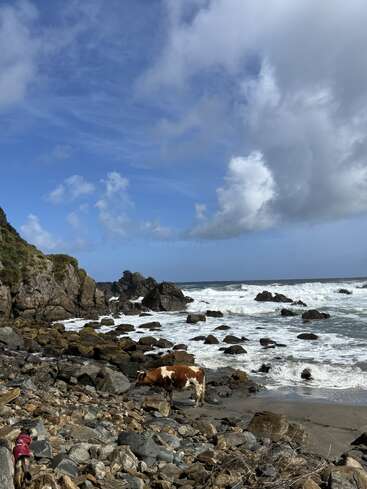 Una vaca se encuentra en una playa rocosa cerca de las olas rompientes, bajo un cielo parcialmente nublado. Un perro con una chaqueta roja explora el primer plano, creando contraste.