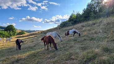 Cuatro caballos pastan tranquilamente en una colina cubierta de hierba bajo un cielo azul brillante lleno de nubes esponjosas, rodeados de árboles y onduladas colinas verdes en verano.
