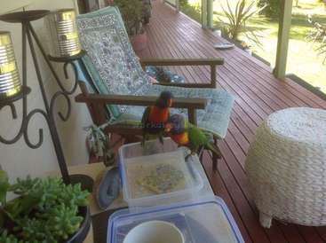 A imagem mostra uma cena serena na varanda com dois papagaios empoleirados em uma cadeira, cercados por plantas e recipientes, em um deck de madeira e vegetação exuberante.