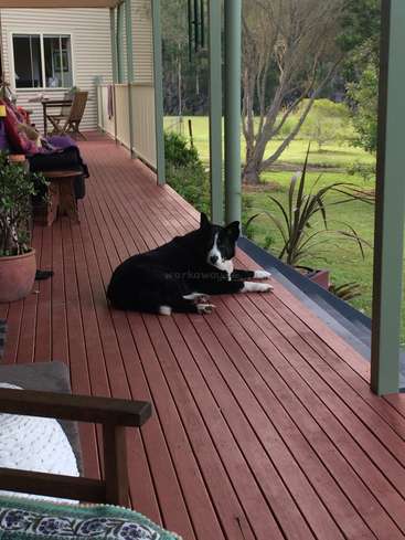 A imagem retrata uma cena serena de um cachorro preto e branco deitado em uma varanda de madeira, cercado por um quintal tranquilo com árvores e grama, exalando uma sensação de calma.