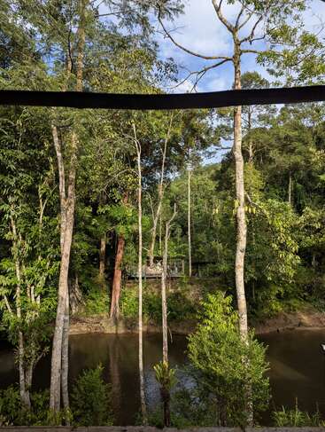 Árboles altos rodean un río tranquilo bajo un cielo azul brillante. La luz del sol se filtra a través del denso follaje verde, creando una escena forestal natural, pacífica e intacta.