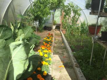 Essa imagem mostra o interior de uma estufa com verduras folhosas, flores de calêndula vibrantes, vasos de plantas, milho e uma árvore em um ambiente ensolarado e organizado.