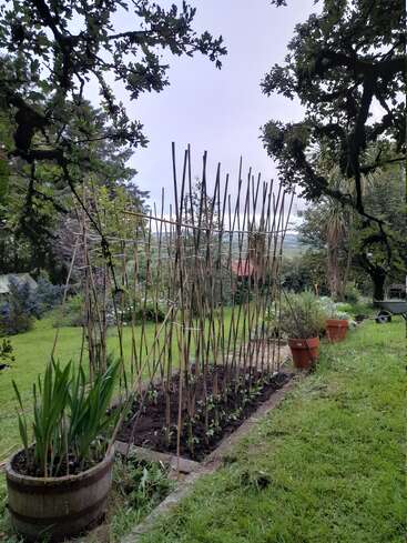 Essa imagem mostra um jardim cheio de plantas jovens crescendo debaixo de estacas de bambu. Vasos de plantas e grama verde cercam a área, com árvores e arbustos ao fundo.