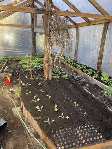 This image shows a greenhouse with wooden frames, raised garden beds, young leafy plants sprouting, plastic sheeting for insulation, gardening tools, and a hanging dried plant.