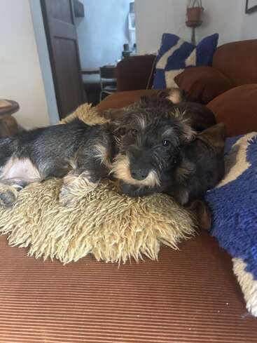 Dos adorables perros se acurrucan juntos en un acogedor cojín peludo sobre un sofá marrón, rodeados de cojines azules y blancos en un cálido hogar.