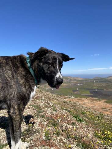 Ein schwarz-weißer Hund steht auf einem felsigen Hügel, der mit kleinen Blumen bedeckt ist, vor dem Hintergrund eines strahlend blauen Himmels und einer weitläufigen Landschaft.