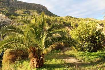 The image depicts a serene landscape featuring a palm tree, a bush, and a body of water, with a clear sky and a grassy area, evoking a sense of tranquility and natural beauty.
