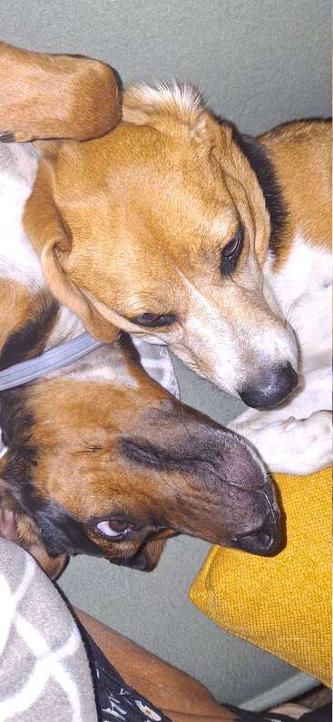 Dois cachorrinhos fofos estão aconchegados um ao outro no sofá, com as cabeças encostadas uma na outra. Eles parecem relaxados, confortáveis e cheios de carinho.