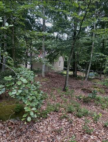 A small tan house nestles quietly among tall green trees in a forest, surrounded by fallen leaves, shrubs, and natural woodland ground cover. Peaceful scene.